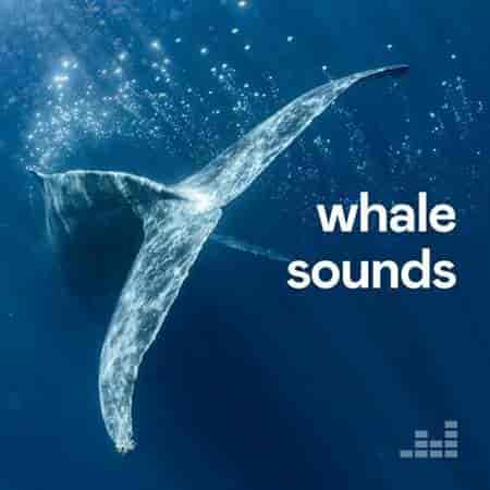 Whale Sounds (2023) торрент